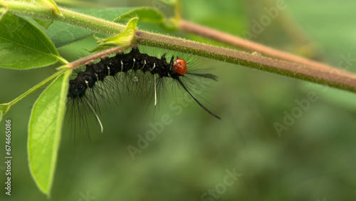 Fotografie During the day, a caterpillar was crawling on the leaves