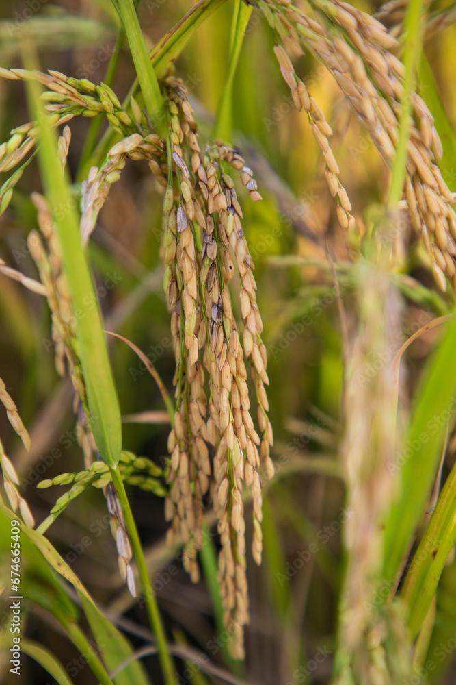 Golden grain rice spike harvest of Rice field. Selective Focus Golden grain rice spike harvest of Rice field. Selective Focus