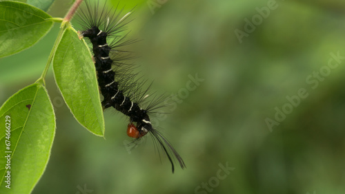 Obraz na plátně During the day, a caterpillar was crawling on the leaves