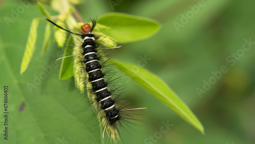 Obraz na plátně During the day, a caterpillar was crawling on the leaves