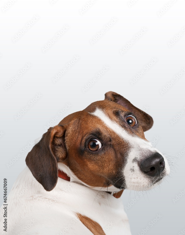 funny cute domestic dog on color background