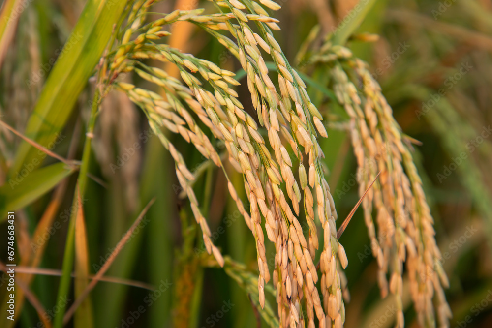 Golden grain rice spike harvest of Rice field. Selective Focus Golden grain rice spike harvest of Rice field. Selective Focus