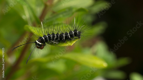 During the day, a caterpillar was crawling on the leaves. It seemed like this caterpillar was still young and needed to eat a lot.