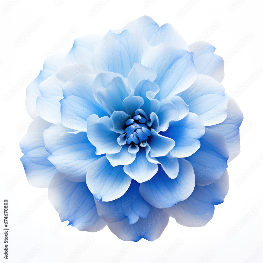 Blue Flower Blossom Isolated on White Background