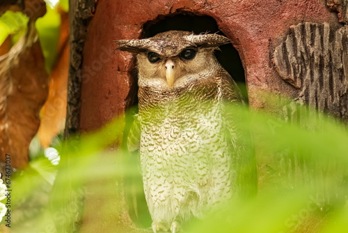 Shot of an owl in its nest looking at its prey outside.