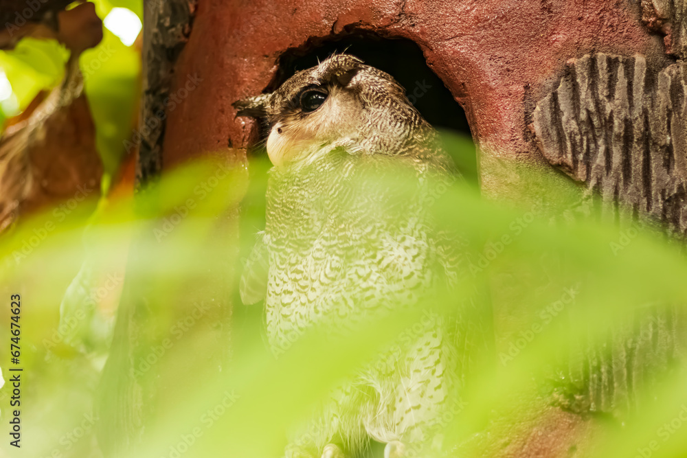 Shot of an owl in its nest looking at its prey outside.