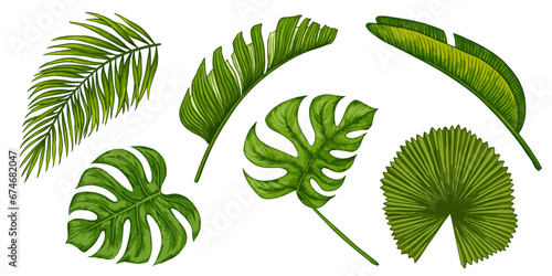 Tropical jungle leaf vector set. Monstera, banana palm leaves. Realistic hand drawn illustration isolated on white. Colorful vivid clip art for design packaging, cosmetic.