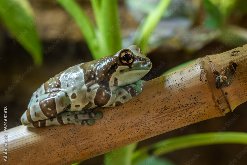 Amazonian Milk Frog Trachycephalus resinifictrix, beautiful colored tree frog from Amazonian