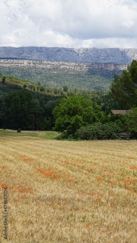A field close to Châteauneuf-le-Rouge in the region Provence-Alpes-Côte d’Azur in France, in the month of June