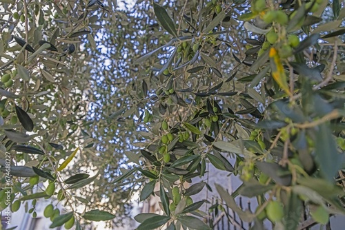 Wallpaper Mural Picture of unripe green olives on an olive tree in Croatia Torontodigital.ca