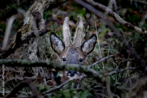 deer in the woods