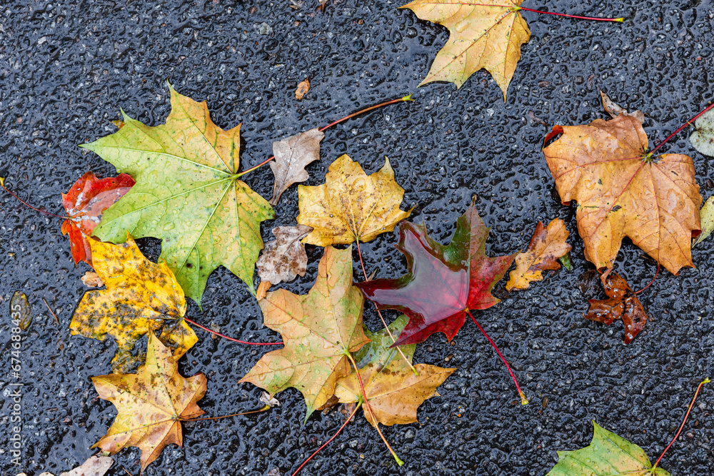 Colorful wet maple leaves lay on wet asphalt road Colorful wet maple leaves lay on wet asphalt road