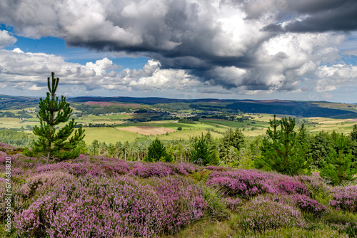 Purple heather at Simonside photo