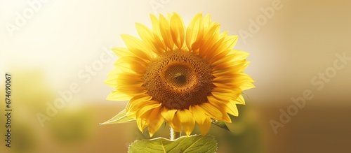 sunflower tungal background spotlight gold sunlight bokeh abstract photo