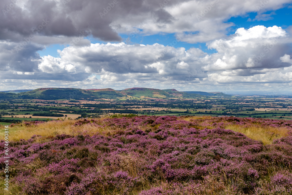 Obraz premium Cleveland hills and purple heather