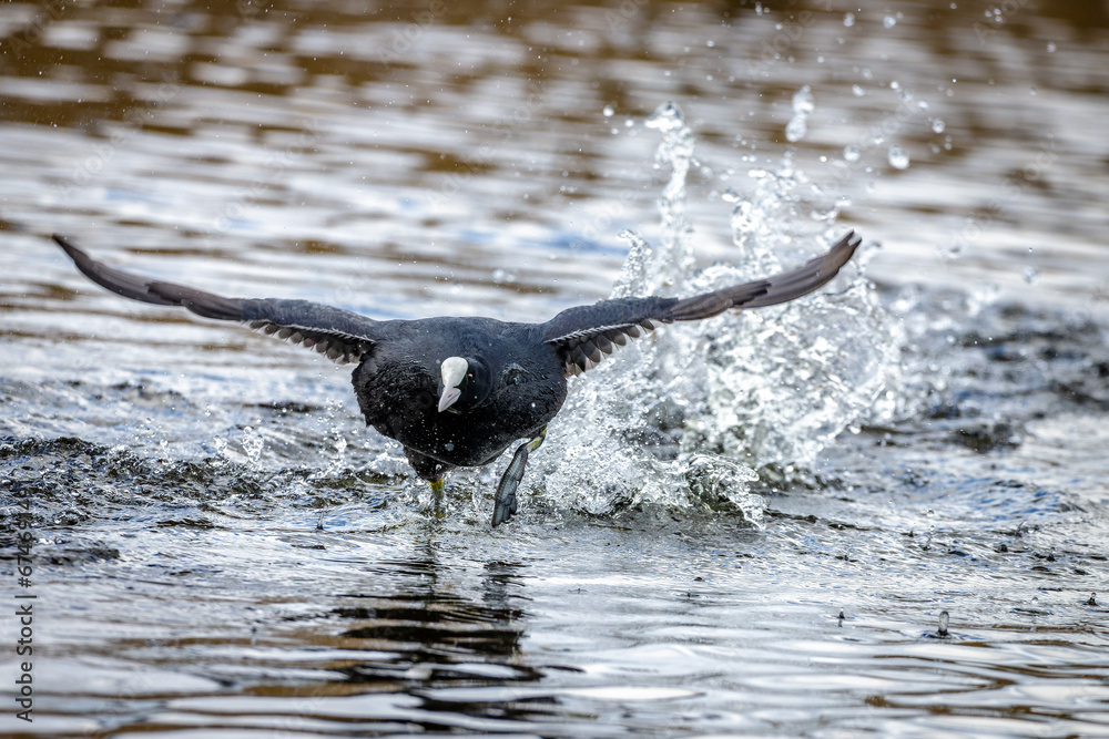 Obraz premium Coot taking off
