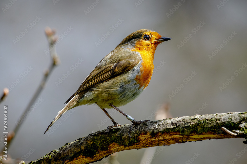robin on branch robin on branch