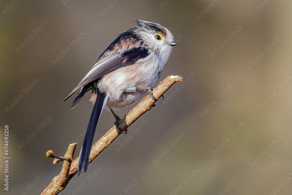 Fototapeta premium Long tailed tit