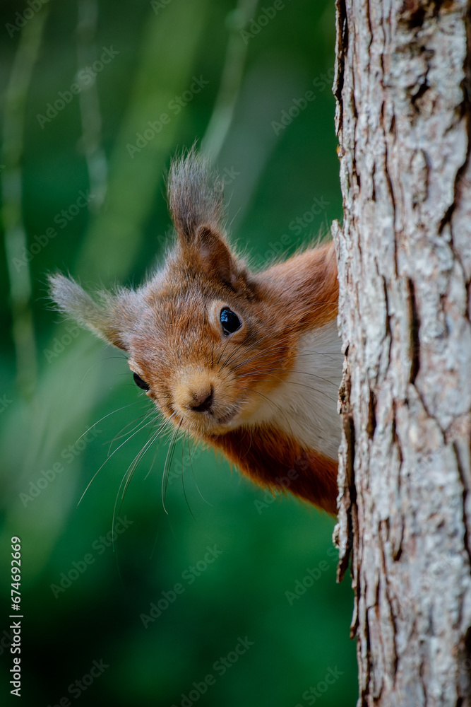 Red squirrel Red squirrel