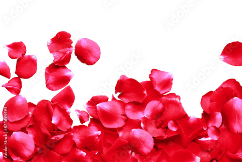 Red rose petals isolated on a transparent background with copy space for your text,