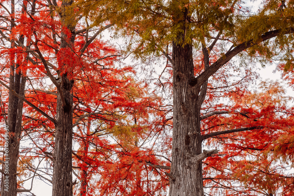 Autumnal Taxodium distichum and branches with red needles. Swamp cypresses in United States Autumnal Taxodium distichum and branches with red needles. Swamp cypresses in United States