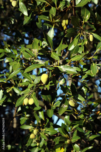 Black Mangrove fruit, New South Wales Australia
