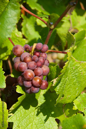 Close-up of grapevine with clusters of red grapes and green leaves at a vineyard in the Moselle Valley in autumn.