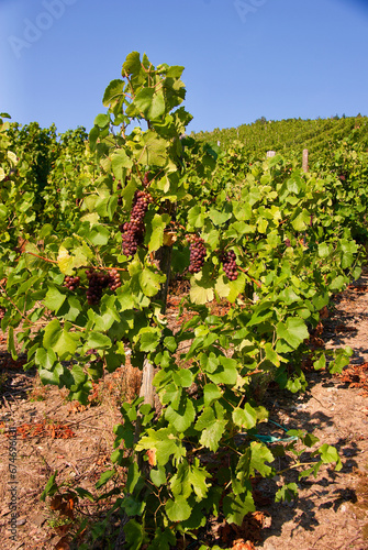 Agricultural landscape with clusters of grapes on a vineyard in the Moselle Valley in Germany in autumn.