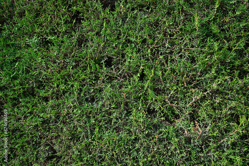 Leaf texture background. Sun. Green grass texture