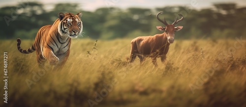 The tiger is chasing a deer in the grassland