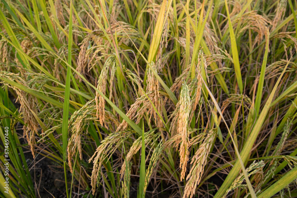 Grain rice spike agriculture field landscape view Grain rice spike agriculture field landscape view