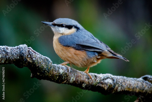 nuthatch