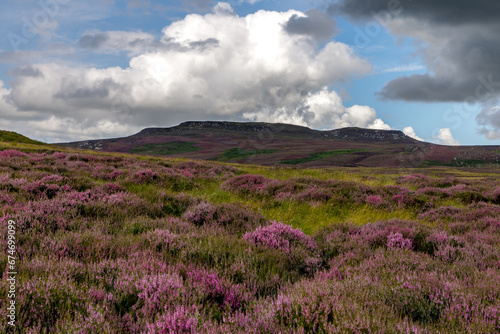 Purple heather on simonside photo