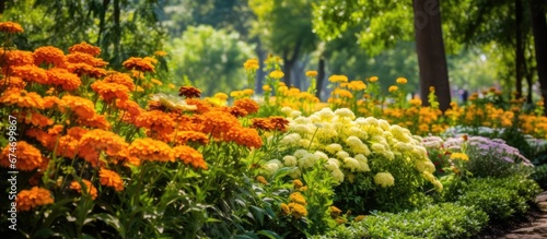 Fototapeta Naklejka Na Ścianę i Meble -  In a beautiful summer garden amidst a vibrant blend of green foliage and colorful flowers the background is adorned with a breathtaking array of orange yellow and beautiful blooms creating a