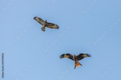 red kite and buzzard