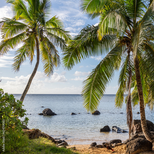 Beautiful landscape of coconut trees (Cocos nucifera) on Anini Beach on a beautiful sunny day in Kauai, Hawaii, United States.
 photo