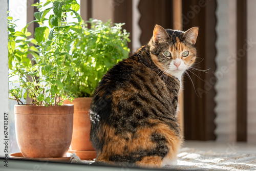 Fluffy cat looking at camera sitting on sunny warm terrace with green herbal plants in clay pots. Cute pet enjoy good day on apartment balcony. Love domestic animals and houseplants. Cozy home.