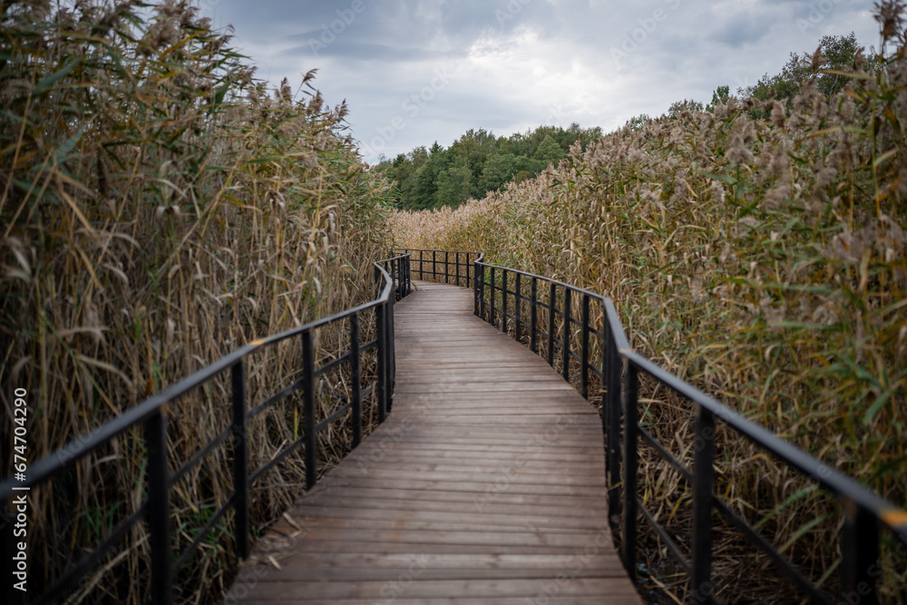 Eco-trail made of planks among tall ears of corn. Equipped specially protected walking educational route over surface of coastal part of sea, bay, swamp in nature reserve in autumn season.