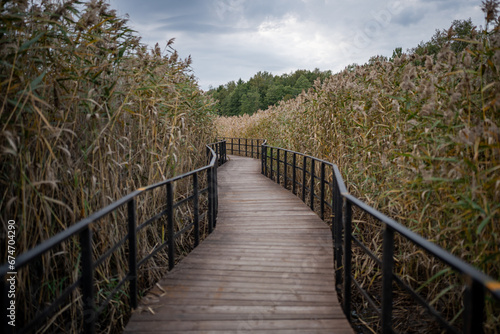 Eco-trail made of planks among tall ears of corn. Equipped specially protected walking educational route over surface of coastal part of sea, bay, swamp in nature reserve in autumn season. © DimaBerlin