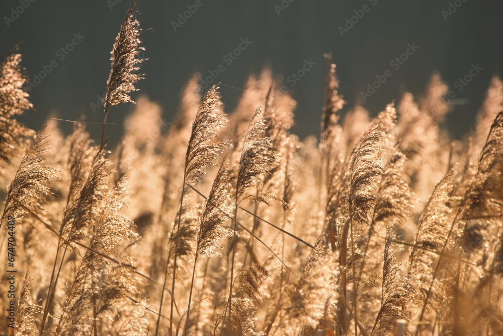Fototapeta premium Glittering dry reed in the autumnal sunlight.