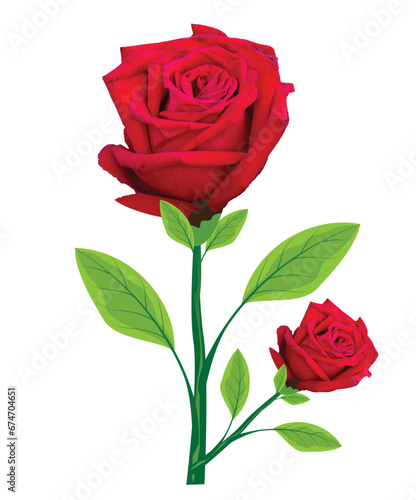 red rose on white background vector design