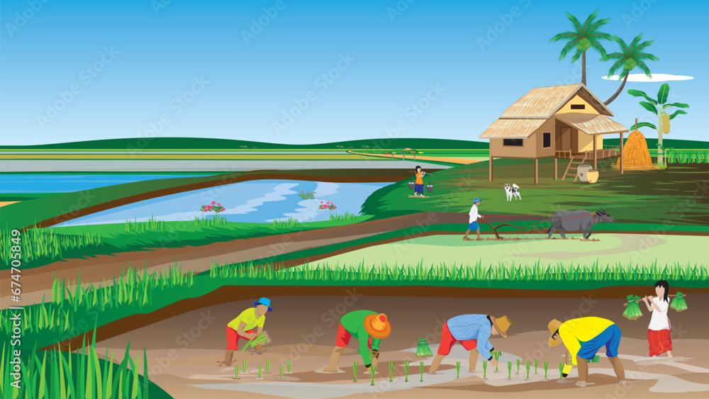 farmer transplant rice seeding in paddy field vector design farmer transplant rice seeding in paddy field vector design