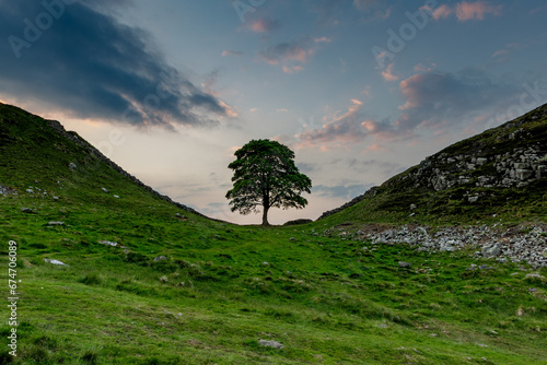 landscape with tree, sycamore gap