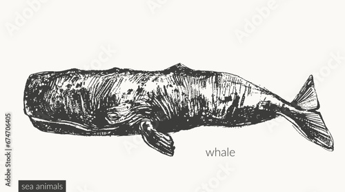 Vector whale sea animal illustration