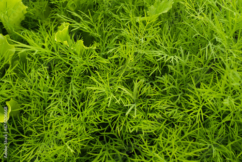 Dill grow, top view. Background from green dill plants for publication, design, poster, calendar, post, screensaver, banner, cover, website. Young Fennel. Anethum graveolens. High quality photo