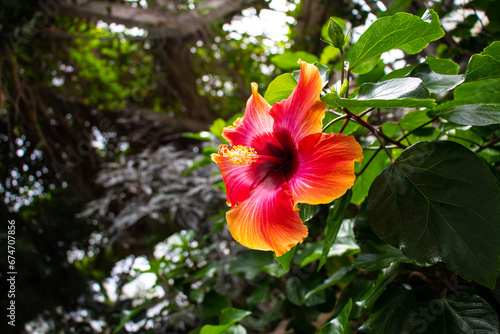 red hibiscus flower