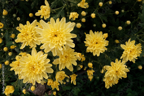 yellow chrysanthemums, A cluster of yellow flowers, with a variety of shapes and sizes, blooms on a bush. The flowers are surrounded by green leaves, and they are backlit by the sun.