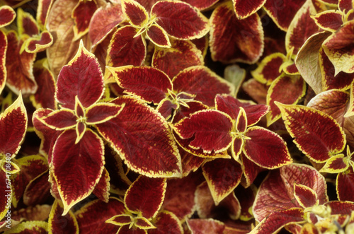 Coleus blumei 'Wizard Scarlet' , Coleus photo