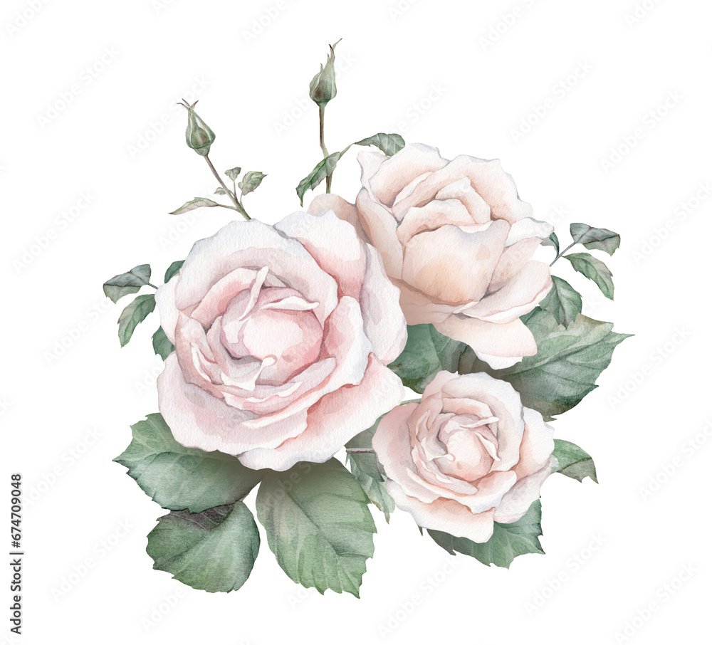 Watercolor composition from white creame roses and green leaves. Hand drawn illustration isolated white background. Element hand painted natural plant twigs with ligth pink rose for design