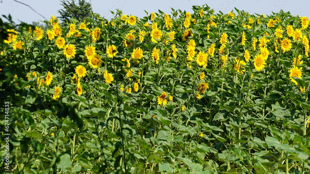 Sunflowers between Fourques and Saint-Gilles in the department Bouches-du-Rhône in the region Provence-Alpes-Côte d’Azur in France, in the month of June